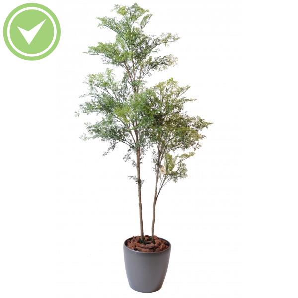 Aralia Ming*2 Plast Arbre artificiel