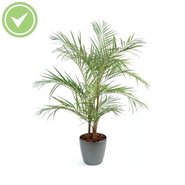 Areca En Boll Composition artificielle