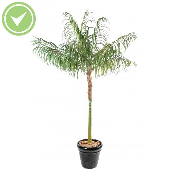 Areca Palm Palmier artificiel
