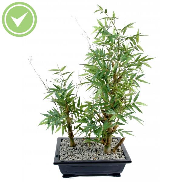 Bonsai Bambou En Coupe Bonsai artificiel