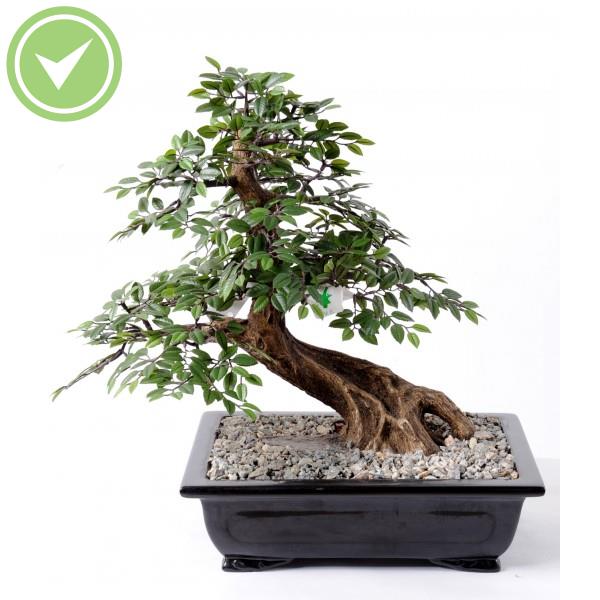 Bonsai Chinese Elm En Coupe Bonsai artificiel