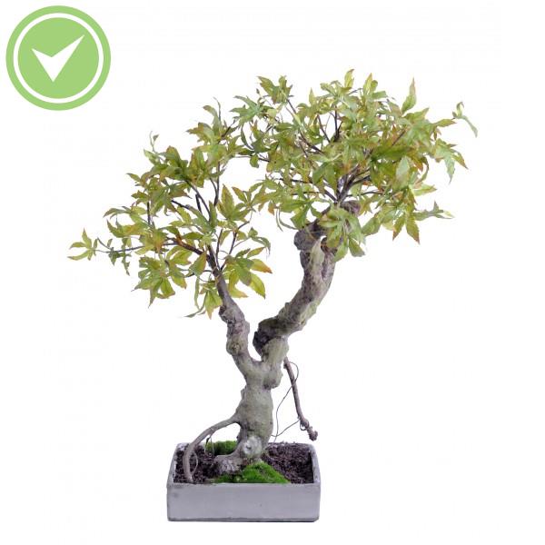 Bonsai Erable 50Cm Végétal artificiel