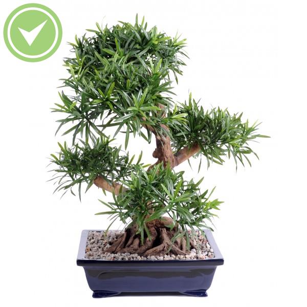 Bonsai Podocarpus En Coupe Gravier Végétal artificiel