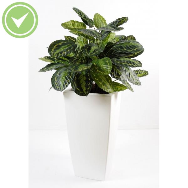 Calathea En Pot Pure Haut Composition artificielle