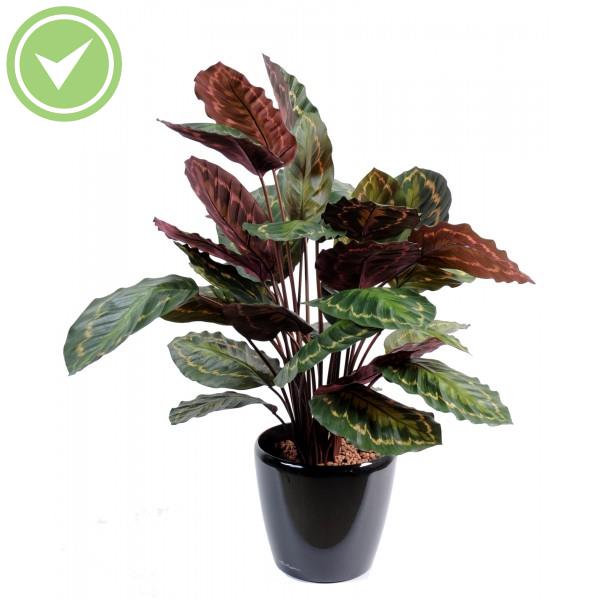 Calathea Roseopicta Plante verte artificielle