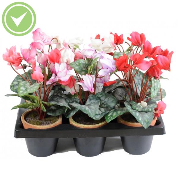 Cyclamen Pot En Barquette De 6 Plante artificielle en pot