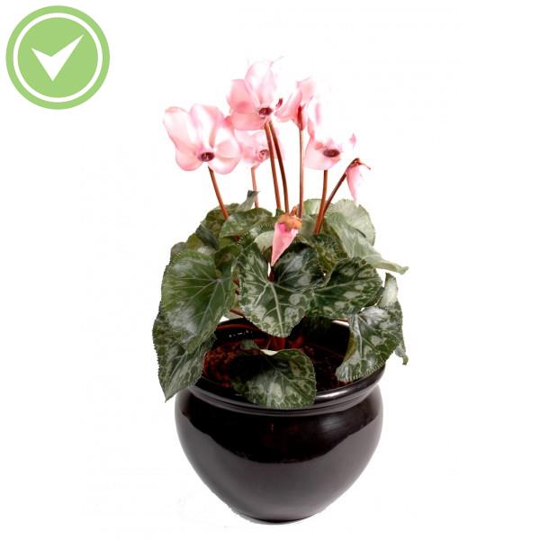 Cyclamen*8 Plante artificielle fleurie