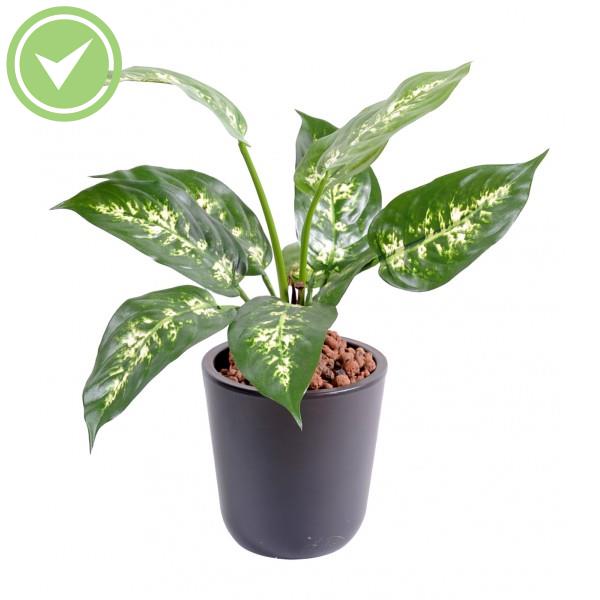 Dieffenbachia*11 35Cm En Pot Végétal artificiel