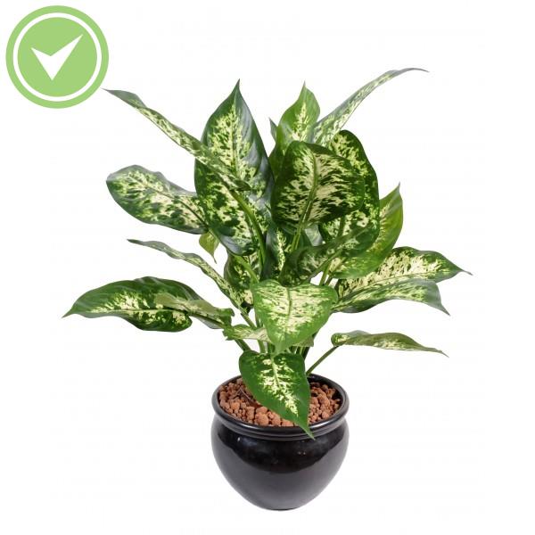 Dieffenbachia*26 En Pot Plante verte artificielle