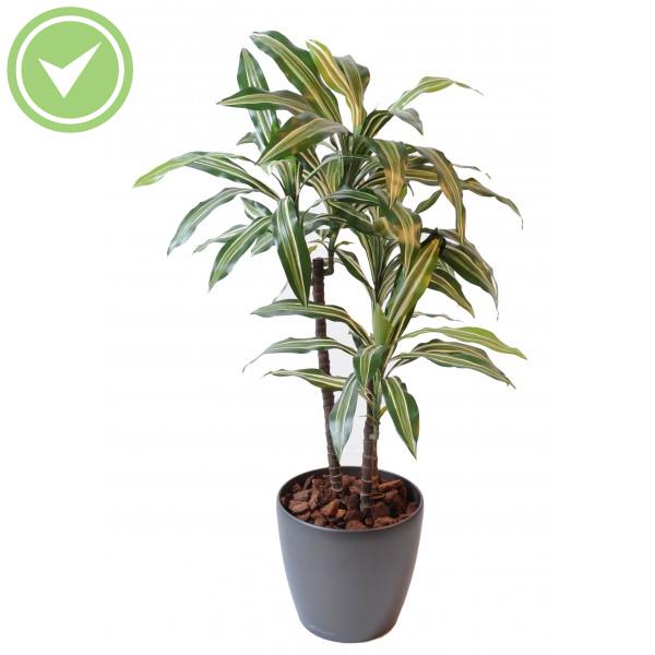 Dracaena Fragrans *3 Arbre artificiel