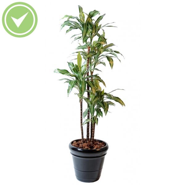 Dracaena Fragrans *4 Arbre artificiel