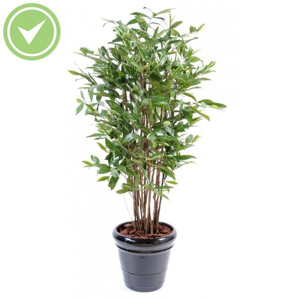 Dracaena Surculosa Arbre artificiel