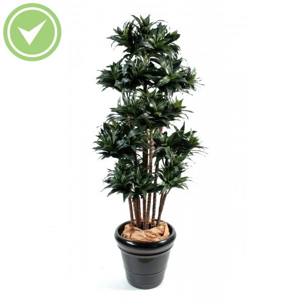 Dracena Fragrans Compacta Arbre artificiel