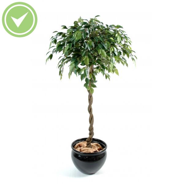 Ficus Boule Natasja Ficus artificiel