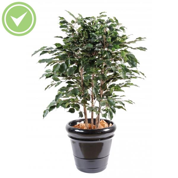 Ficus Exotica Buisson Ficus artificiel