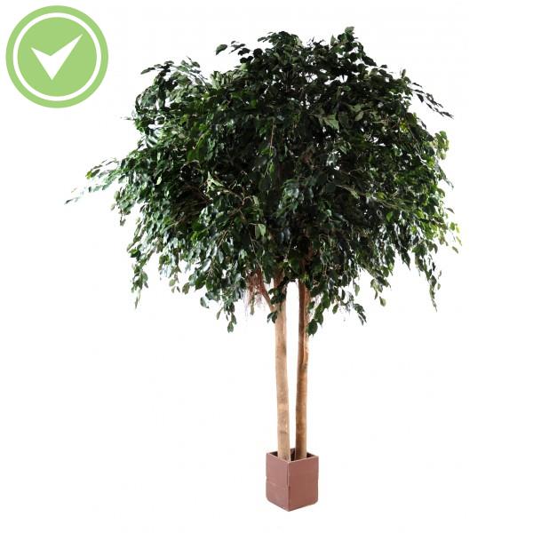 Ficus Exotica Geant Ficus artificiel