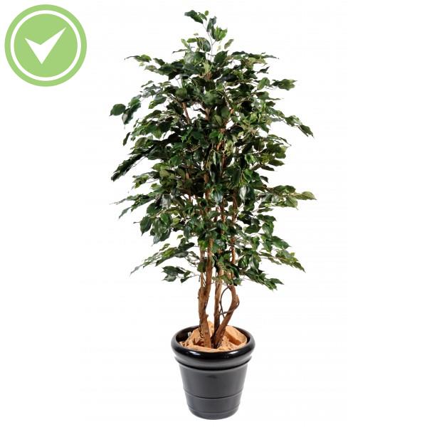 Ficus Exotica Ficus artificiel