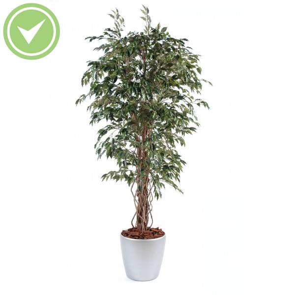 Ficus Lianes En Boll Composition artificielle