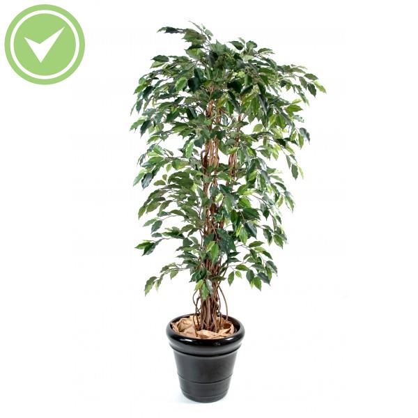 Ficus Lianes Gf Ficus artificiel