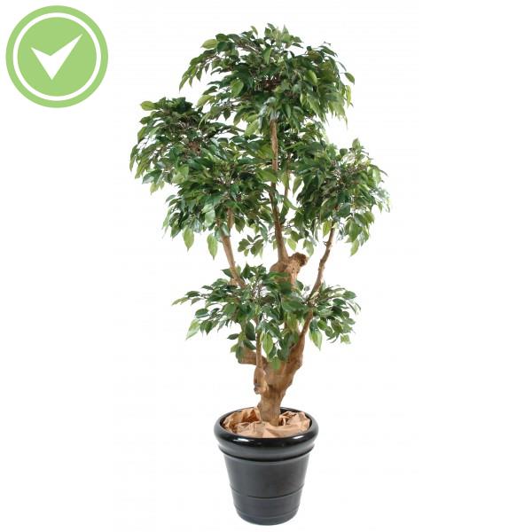 Ficus Natasja 5 Tetes Ficus artificiel