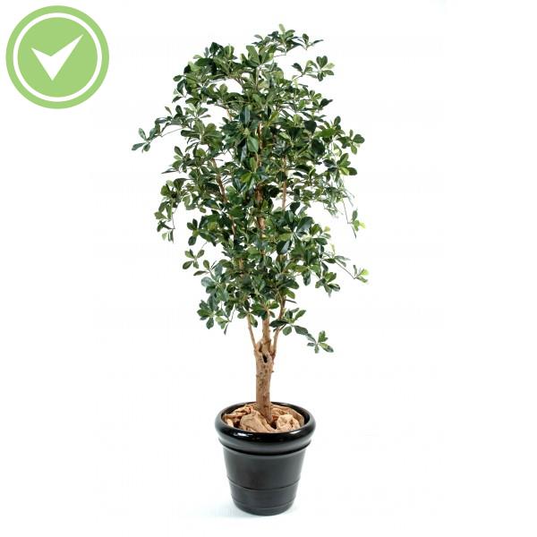 Ficus Oriental T.Noueux Ficus artificiel