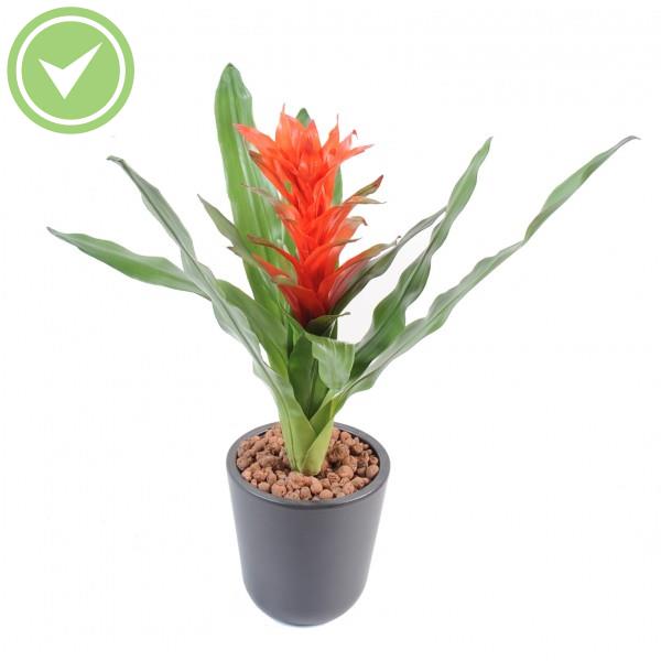 Guzmania Plante verte artificielle