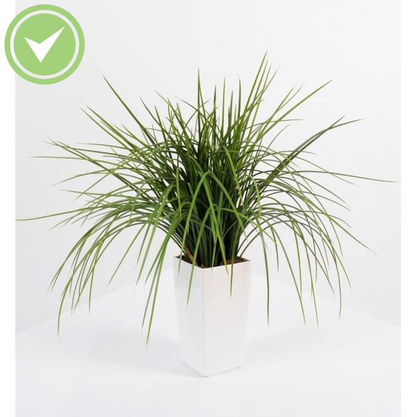 Herbe Onion Grass En Kubis Composition artificielle