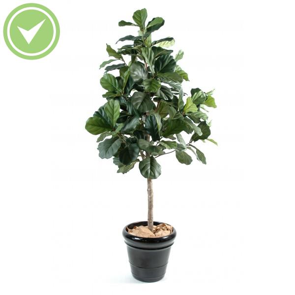 Lyrata Ficus artificiel