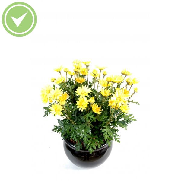 Marguerite Anthemis *120*30 Plante artificielle fleurie