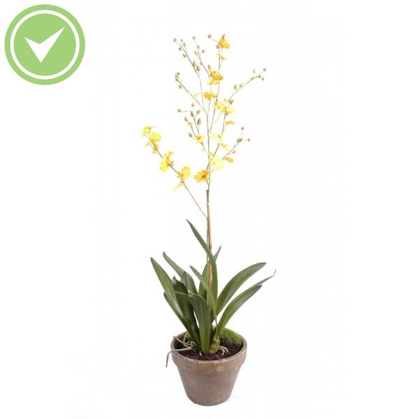 Orchidee Dancing Lady Pot Terre Plante artificielle en pot