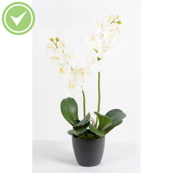 Phalaenopsis M *2 Pot Indoor Végétal artificiel
