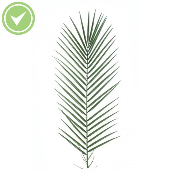 Phoenix Palm Plastique Pm Palme palmier artificielle