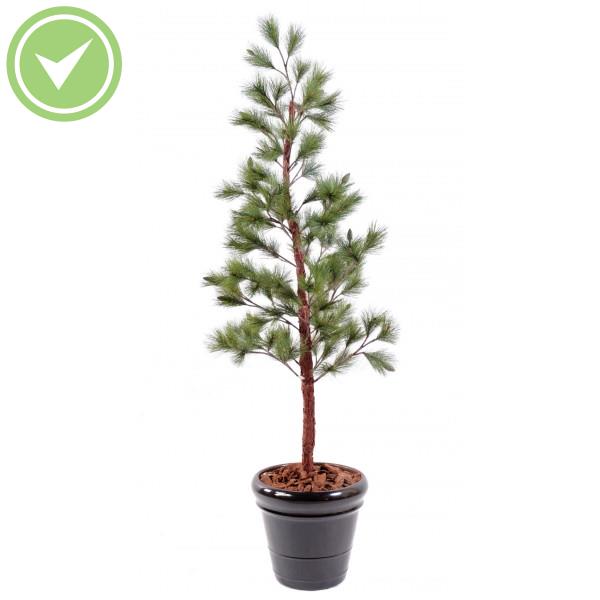 Pin New Pin / Sapin artificiel