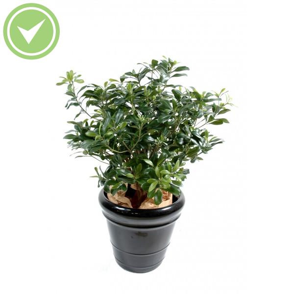 Pittosporum Buisson Arbre artificiel