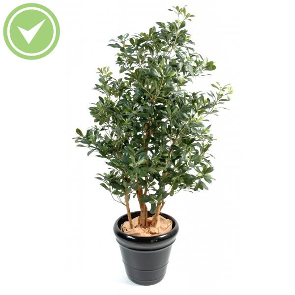 Pittosporum Arbre artificiel