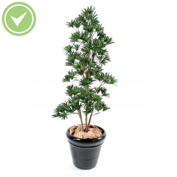 Podocarpus Plante artificielle Méditerranéenne