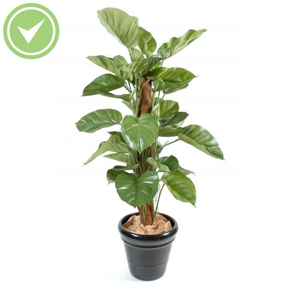 Pothos Geant Arbre artificiel