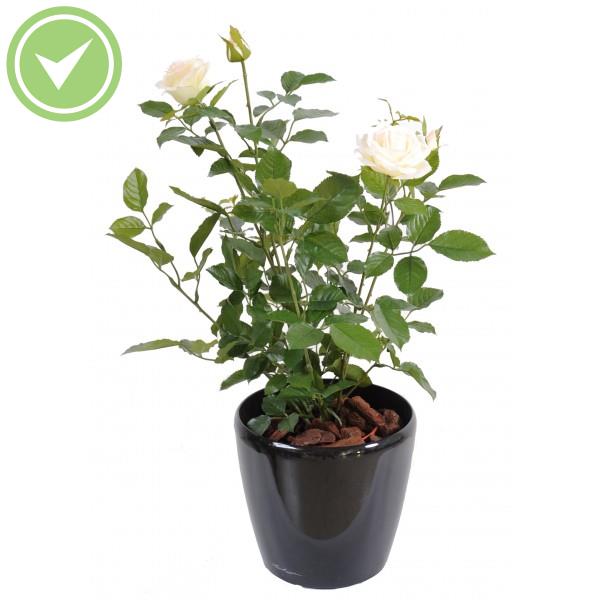 Rosier Royal 60 Cm Plante artificielle