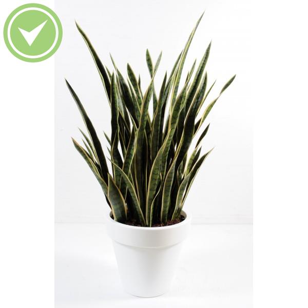 Sansevieria En Pot Pure Rond Composition artificielle