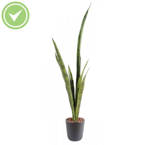 Sansevieria Piquet Gm Végétal artificiel