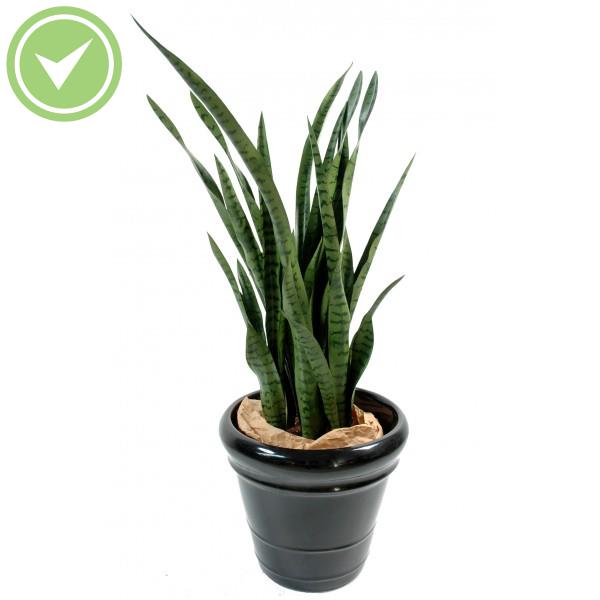 Sansevieria Plante verte artificielle