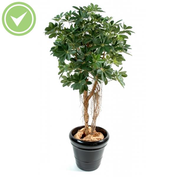 Schefflera Baby Tree Arbre artificiel