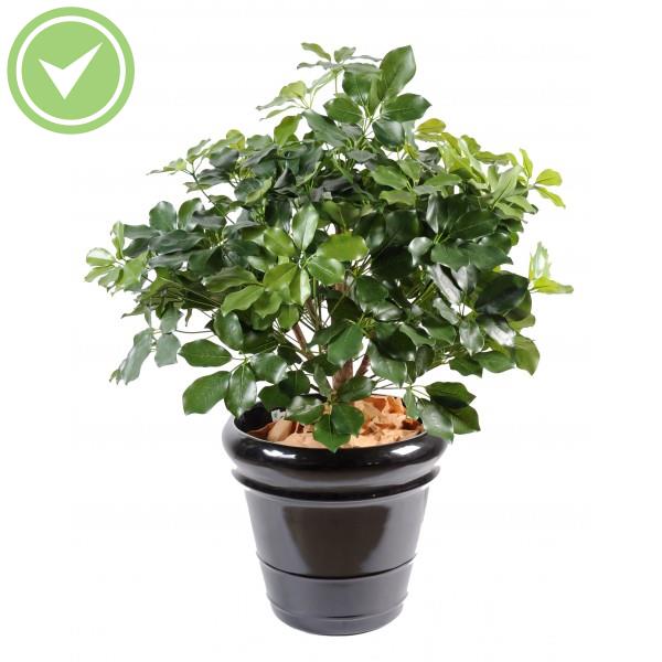 Schefflera Exotica Buisson Arbre artificiel