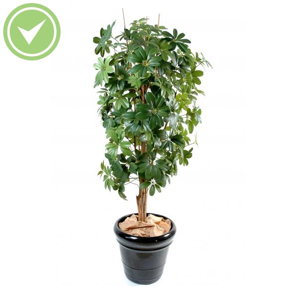 Schefflera Arbre artificiel