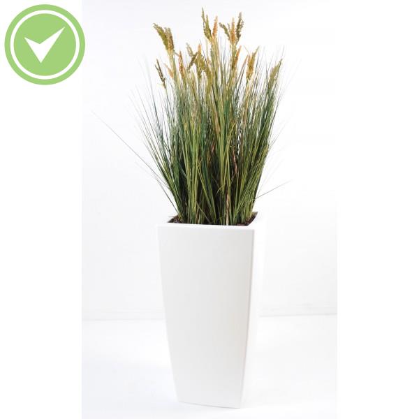 Scirpus Validus En Pot Pure Haut Composition artificielle