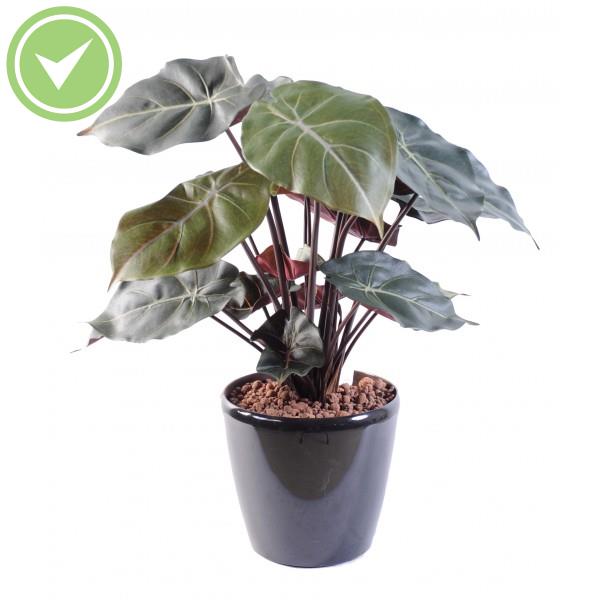 Syngonium Podophyllum Plante verte artificielle