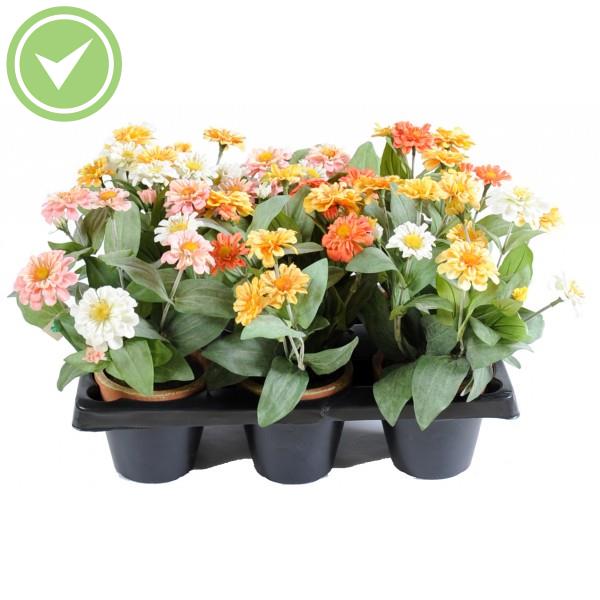 Zinia Pot En Barquette De 6 Plante artificielle en pot