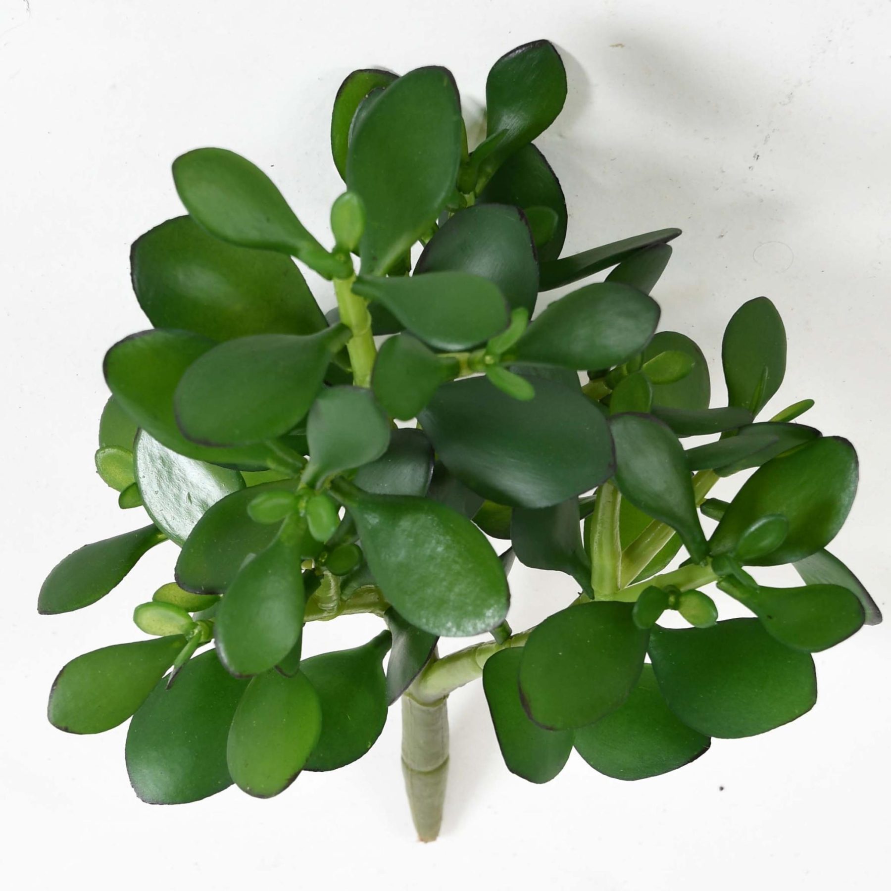 Vue complémentaire : crassula Jade Plant artificiel à feuillage vert en PE