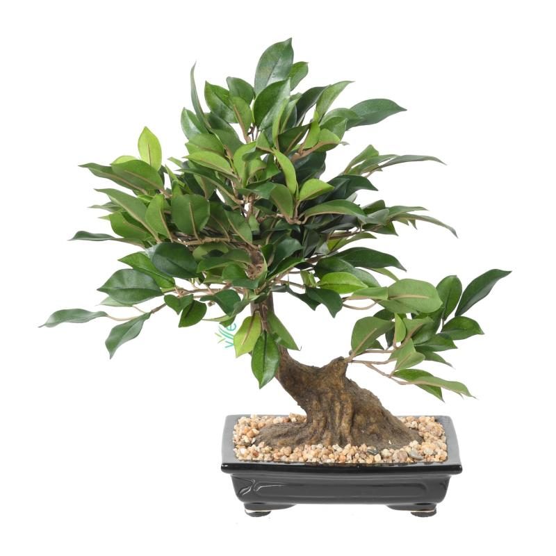 Bonsaï ficus artificiel vert dans une coupe noire avec gravillon