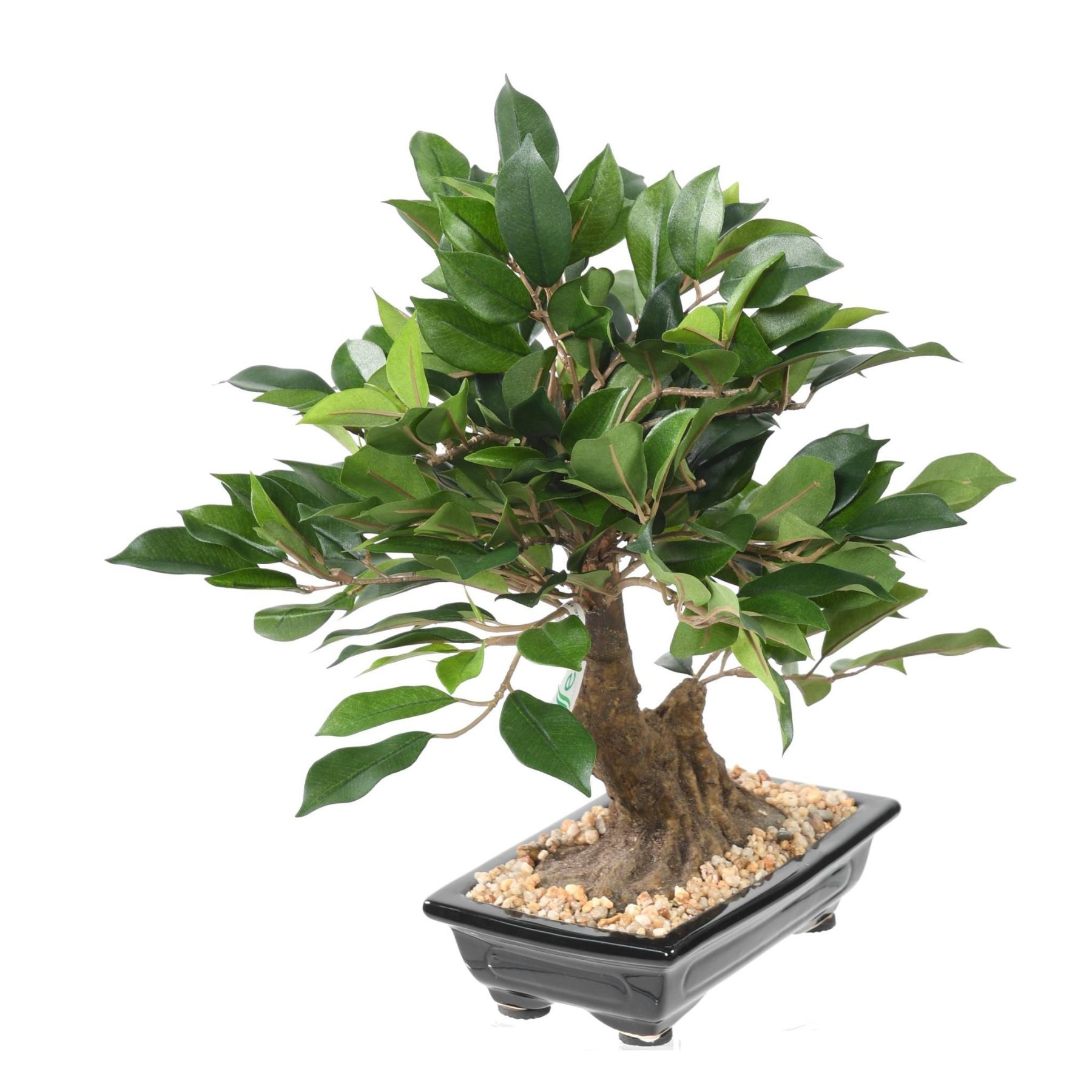 Vue complémentaire : bonsaï ficus artificiel vert dans une coupe noire avec gravillon